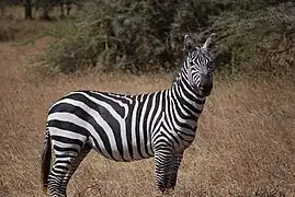 Equus quagga boehmi (zèbre de Grant).