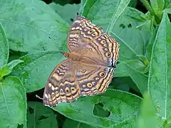 Junonia chorimene