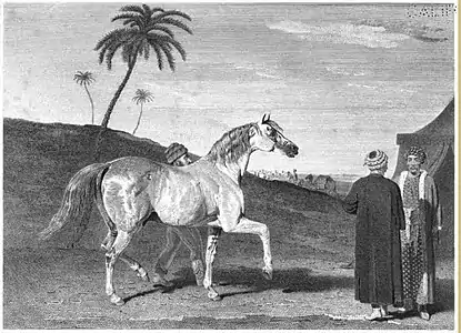 Le Wellesley Arabian dans le désert, d'après une reproduction de peinture publiée dans The Sportsman's Repository, 1831.