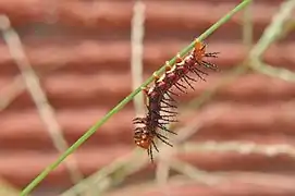 Chenille d'Acraea terpsicore.