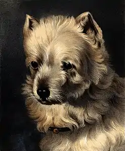 Tête de griffon, lithographie d'après William Barraud.