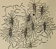 dessin ancien en noir et blanc montrant des petits ensemble ovoïde ramifiés avec des canaux partant de chaque pointe