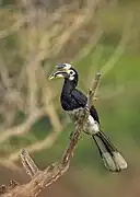 Anthracoceros marchei (Bucerotidae)