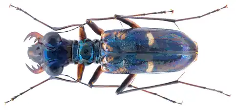 Therates fruhstorferi, Parc national de Tam Dao, Vietnam.