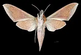 Femelle  face dorsale (coll.MHNT)