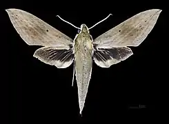 ♂  face dorsale (coll.MHNT)