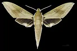 ♀  face dorsale (coll.MHNT)