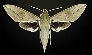 ♀ face dorsale MHNT