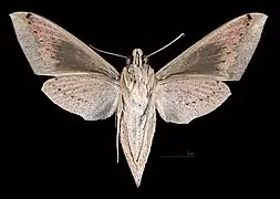 Femelle revers (coll.MHNT).