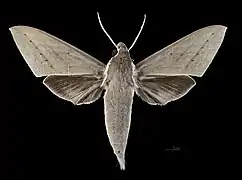 Mâle face dorsale (coll.MHNT).