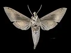 Mâle revers (coll.MHNT).