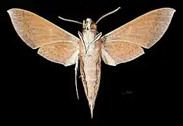 Revers du mâle (coll.MHNT)