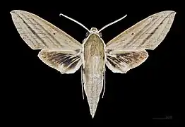 Avers du mâle (coll.MHNT)