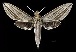 Avers de la femelle (coll.MHNT)