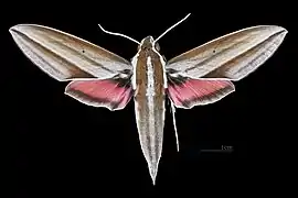 Mâle face dorsale (coll.MHNT).