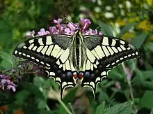 Machaon.