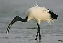 Ibis sacré