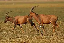 Image d'un couple de tiangs courant dans un champ