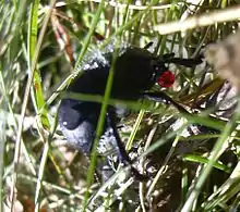 Timarcha tenebricosa émettant de l'hémolymphe par la bouche