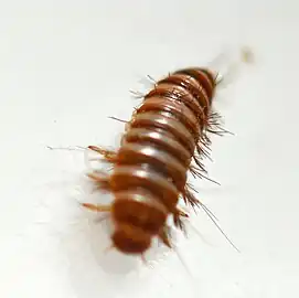 voir la légende ci-après