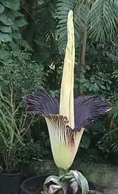 L'Arum titan possède la plus grande inflorescence du monde, pouvant atteindre près de 3 m.