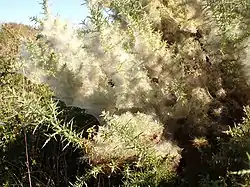 Toile d'une colonie sur un Ajonc d'Europe.