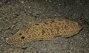 Cynoglossus maccullochi