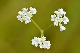 Gros plan sur une ombelle à trois rayons dont les fleurs ont des pétales blancs sur fond vert