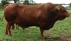 Image illustrative de l’article Senepol