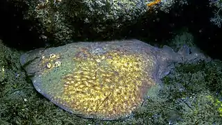 Raie torpille vue de côté à Arcachon