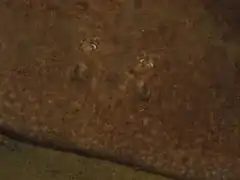 Vue de face, on voit les deux yeux et évents