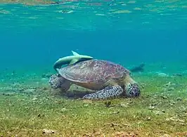 Rémora commun sur une tortue verte.