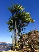 Touffe de palmiers pinots, de 27 ans d’âge