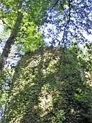 La tour surprend le visiteur, dissimulée par la végétation...