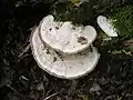 Photo de Trametes gibbosa
