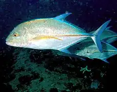 Caranx melampygus (Carangidae).