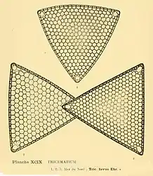 Triceratium favus Ehr(d'après H.&M. Peragallo)