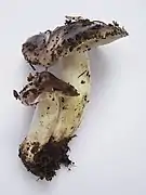  Photographie en vue de latérale de deux exemplaires dont les pieds sont soudés presque jusqu'au niveau du chapeau du plus petit