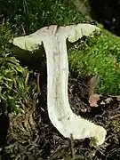  Photographie d'un exemplaire en coupe longitudinale montrant les lames et le pied blanc teinté de jaune
