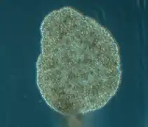 Trichoplax adhaerens, un Placozoa.