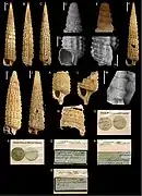 Strobiligera brychia.