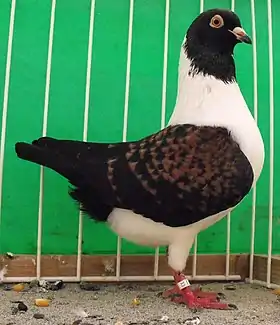 Triganino de Modène.