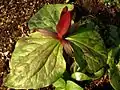 Trillium kurabayashii