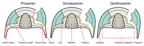 Types de sutures faciales chez les Trilobites.