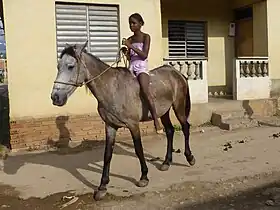 Image illustrative de l’article Patibarcino