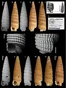 Triphora eupunctata.