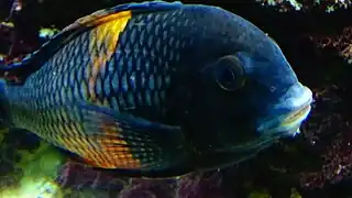 Tropheus sp. black "Pemba" ("Bemba") adulte