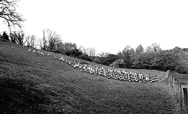 Troupeau d'oies en 1983.