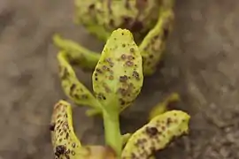 Sur Aecidium euphorbiae parasitant une Euphorbe.