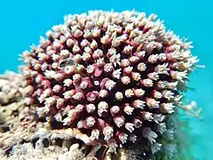 Colonie à polypes rétractés